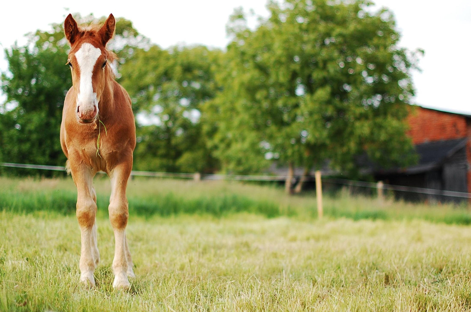 Horse for Big Water Tanks